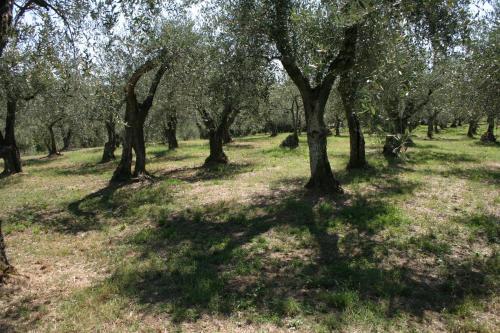 Villa Fontanino