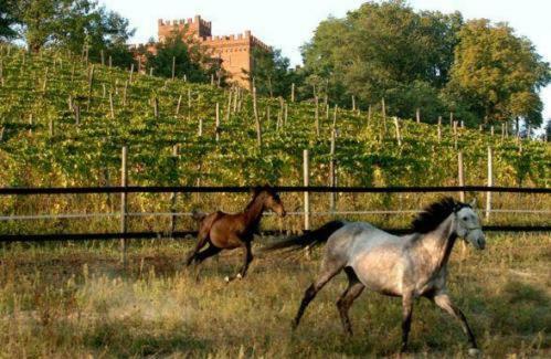 Agroturismo La Cascina Del Castello