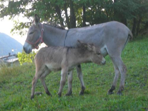 Agroturismo Agriturismo Lo Ratel�