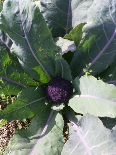 Agroturismo Mi Ami Apartment