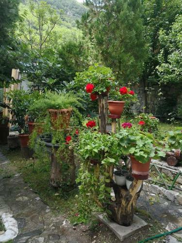 Hostal Pensiunea Casa Montana