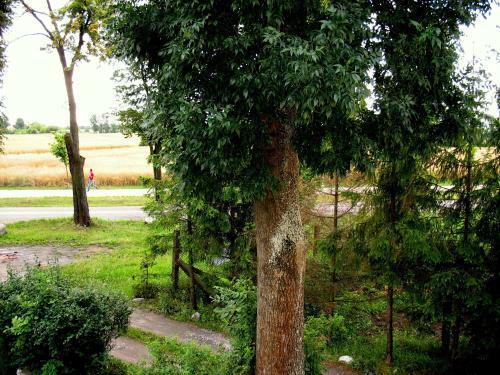 Apartamenty Stajni Jazon Malbork