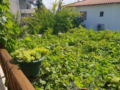 Apartamento Allou Garden House