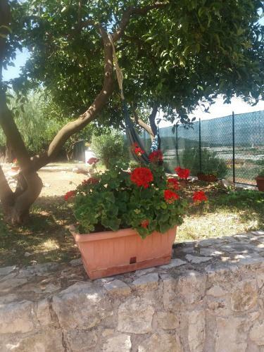 Apartamento Appartamento In Collina