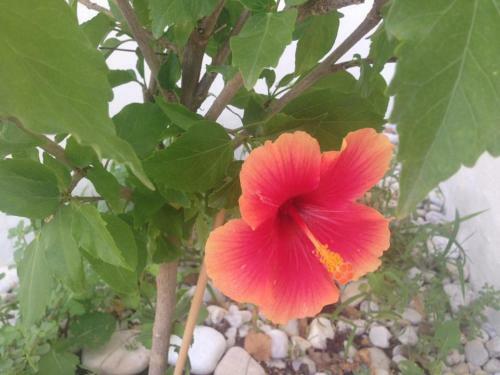Bed & Breakfast Le Terrazze Di Cic�