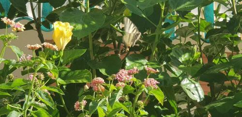 Apartamento Appartamento Con Giardino Sul Mare