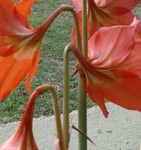 Incredible Flowers 2 Bed 2 Bath With Wifi