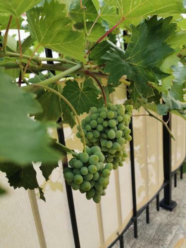 Villa Ku?a Za Odmor Mater