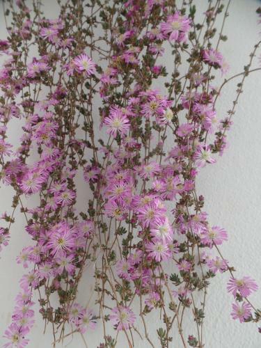 La Casedda Del Nonno Cavamonti