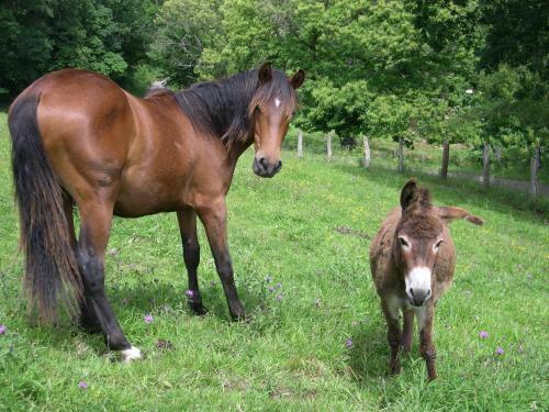 Agroturismo Turismo Rural El Sidron