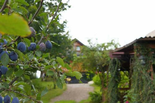Agroturismo Dom Pachnacy Zywica