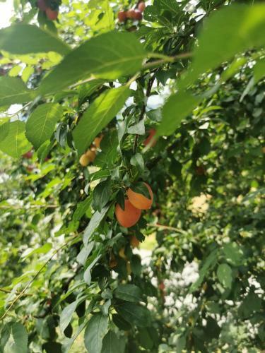 Agroturismo Da Nonno Luciano!