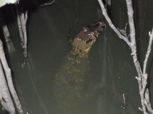 Albergue Amazon Exploring Expedition - Eretzen T� Lodge