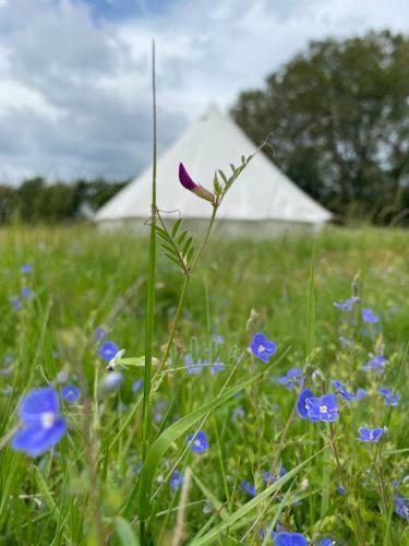 Buttercup Bell Tent In The Broads National Park