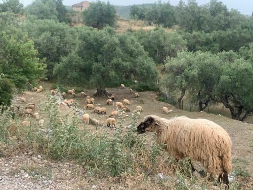 Shkolla Hostel & Camping