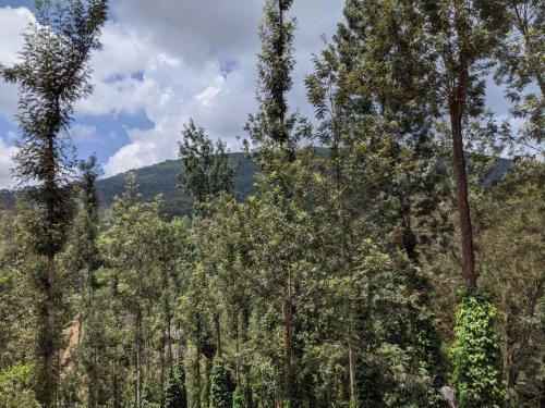 Siderbhan Homestay Chikmagalur