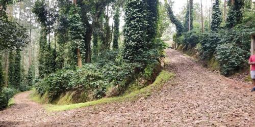Siderbhan Homestay Chikmagalur