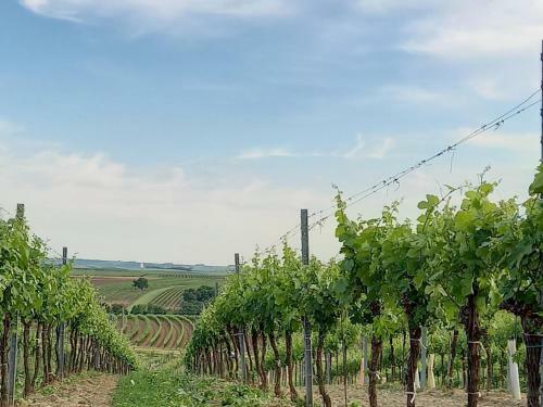 Hostal Winzerhof Fleischmann
