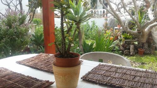 Hostal Lemon Tree Relaxing Guesthouse