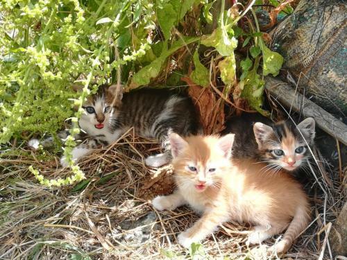 Agroturismo Agriturismo Acampora