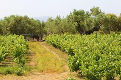 Agroturismo Stamna Farm