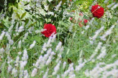 Bed & Breakfast Le Mas Du Perthus