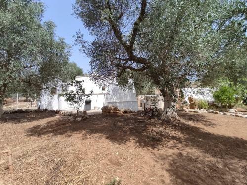 Villa Trullo Saraceno