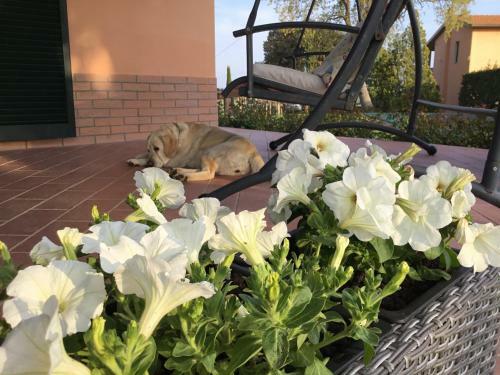Agroturismo Le Siepi