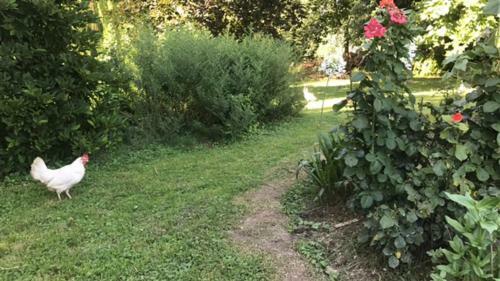 Hostal Camera In Riviera A Met� Fra Venezia E Padova