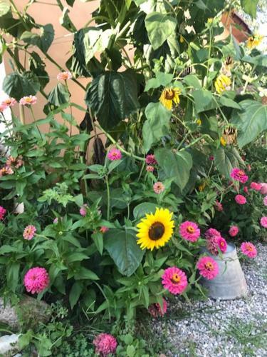 Hostal Camera In Riviera A Met� Fra Venezia E Padova