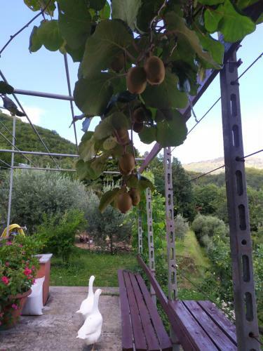 Apartamento Agriturismo Terre Verae