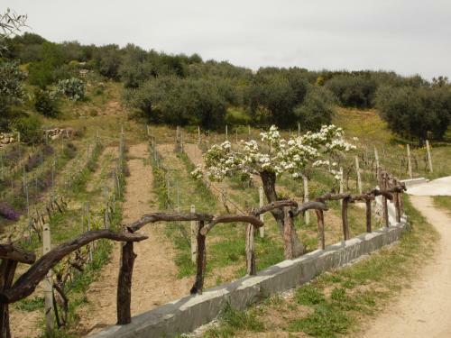 Agroturismo Villa L'oleandro