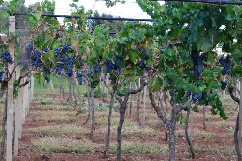 Apartamento Casa Via Delle Zinnie