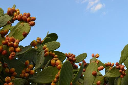 Apartamento Casa Via Delle Zinnie