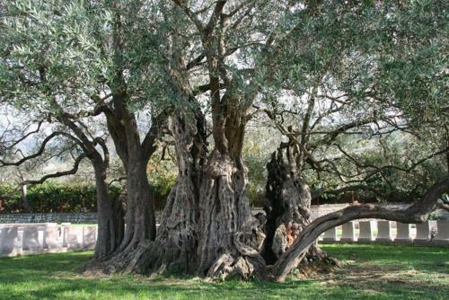 Hostal Rooms & Apartments Anka