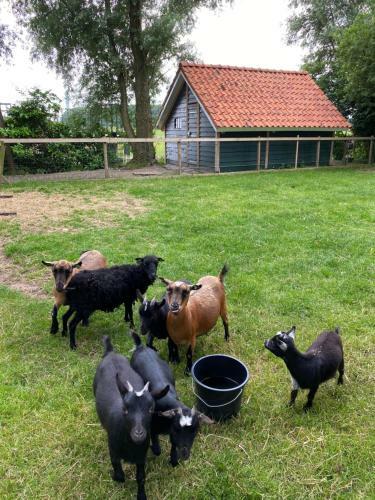 Bed & Breakfast Boerewille Appartement