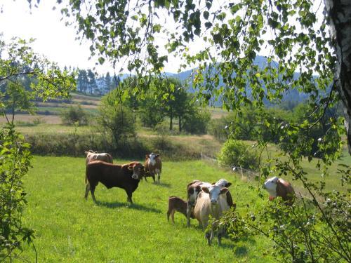 Bed & Breakfast Ferienhof Stanzl