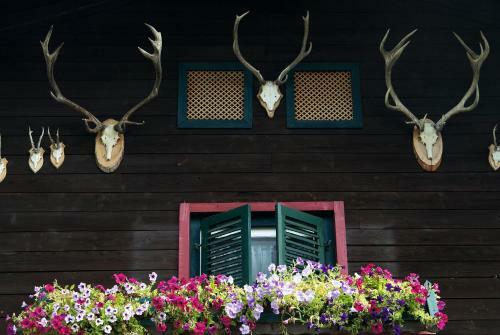 Hostal Angerer Alm