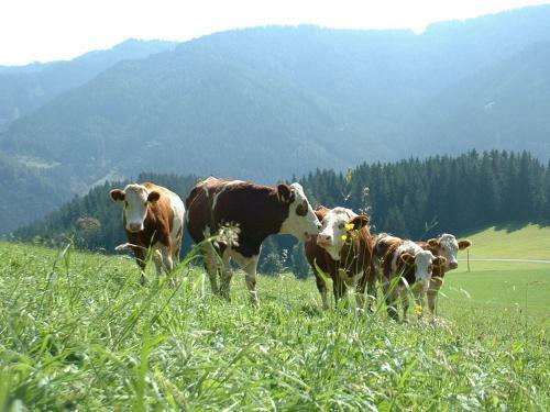 Agroturismo Bauernhof Marx