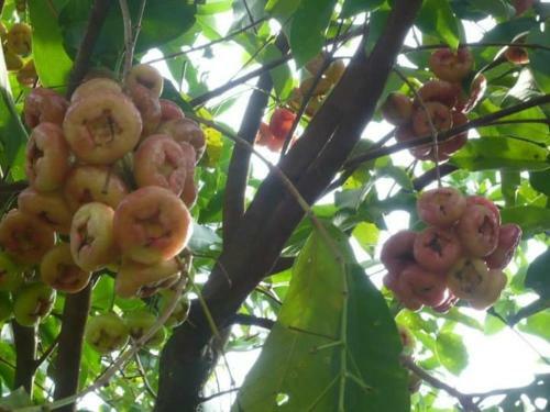 Agroturismo Lucky Bamboo