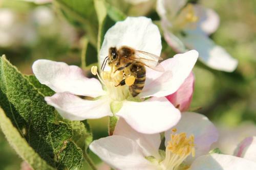 Agroturismo Obst & G�stehof Brandl