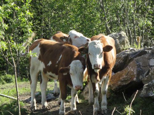 Agroturismo Brandebengut