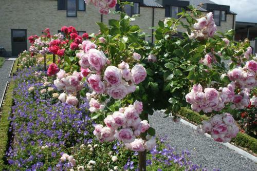 B&B La Vie En Roses
