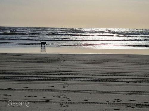 Octopus Lair, Walk To Beach, A/c, Shuffleboard, Dogsok