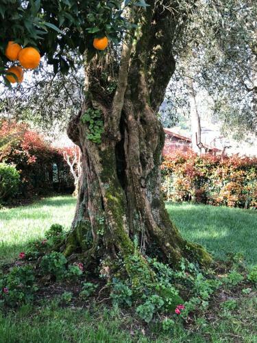 Agroturismo The Olive Tree Country Home
