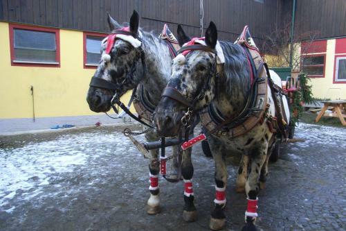Hostal Pension & Reitstall Inghofer