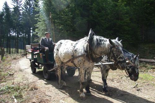 Hostal Pension & Reitstall Inghofer