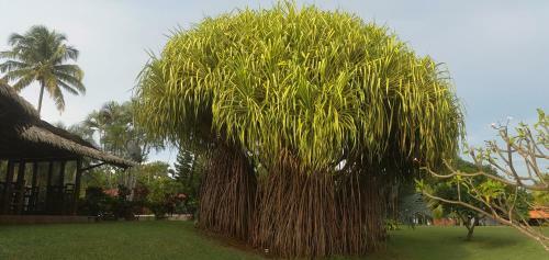 Guacamaya Lodge