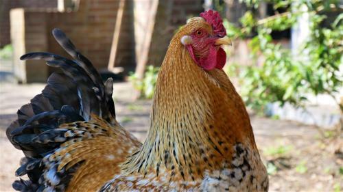Bed & Breakfast De Veenborgh