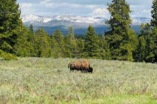 Bear Lair At Teton Valley Idaho